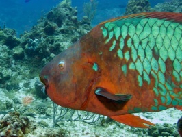 Rainbow Parrotfish IMG 9202